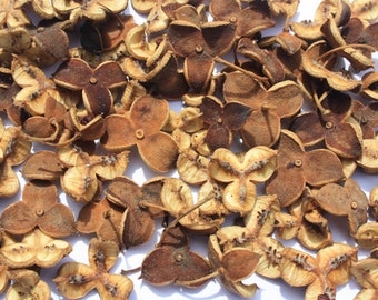 25 woody Pittosporum seed pods dried for 2 years. Small jewelry craft decorations floral arrangements