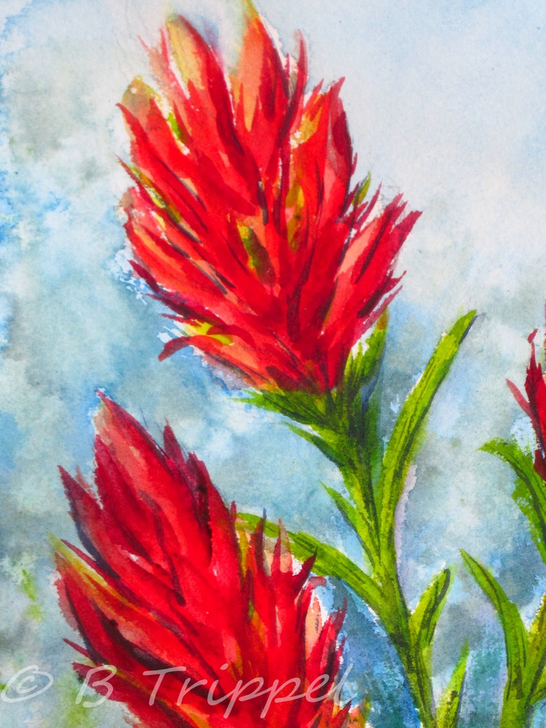 Brush of the Wilds indian Paintbrush Flower Floral Etsy