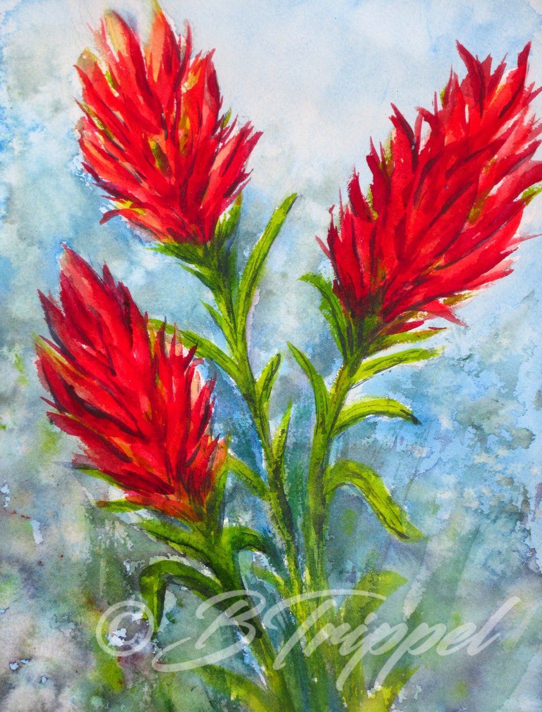 Brush of the Wilds (indian Paintbrush Flower) -- Floral Watercolor ...