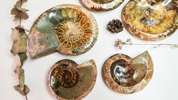 Bols de Fossiles d'Ammonites Naturelles d'Excellente Qualité