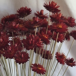 May include: A bouquet of dried deep red strawflowers with thin, light green stems. The flowers have multiple layers of pointed petals and a dark centre. The stems are long and slender, gathered together at the base in a dark wooden container.