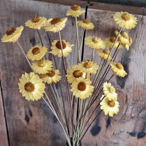 Yellow Strawflowers on tall 45cm - 20 Natural Stems