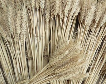 WHEAT - NEW Seasons Australian Wheat Bunched EVERLASTING All Natural Dry Wheat Dried Flower | Dry Flower | Floral Arrangements