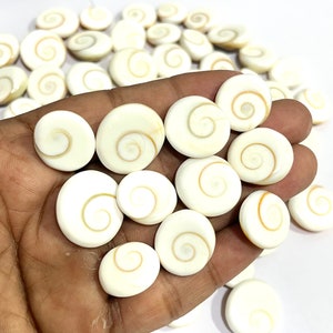 Pode incluir: Uma coleção de conchas marinhas brancas, redondas e polidas com um padrão em espiral no centro. As conchas estão dispostas em uma pilha, com algumas delas sobrepostas.