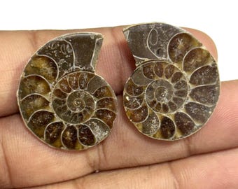 Ammonite Fossil Shell Cabochon Pairs: Natural Gemstone Jewelry Making (62.80 Cts, 27x22.50x5 mm)