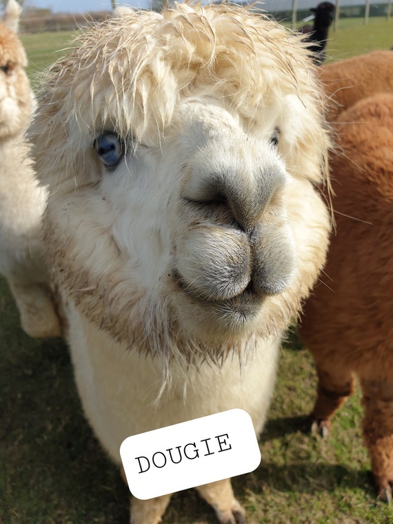 Meet the Alpacas