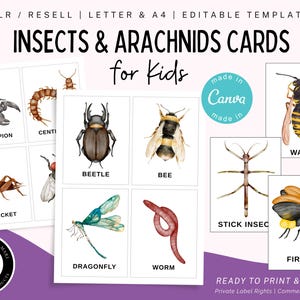 Cartes-éclair insectes, Montessori, Activités sur les insectes, Préscolaire, École à la maison, PDF, Téléchargement instantané, Modèle modifiable, Utilisation commerciale, DPP