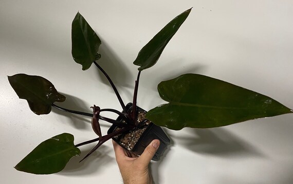 Philodendron Majesty Etsy Hong Kong