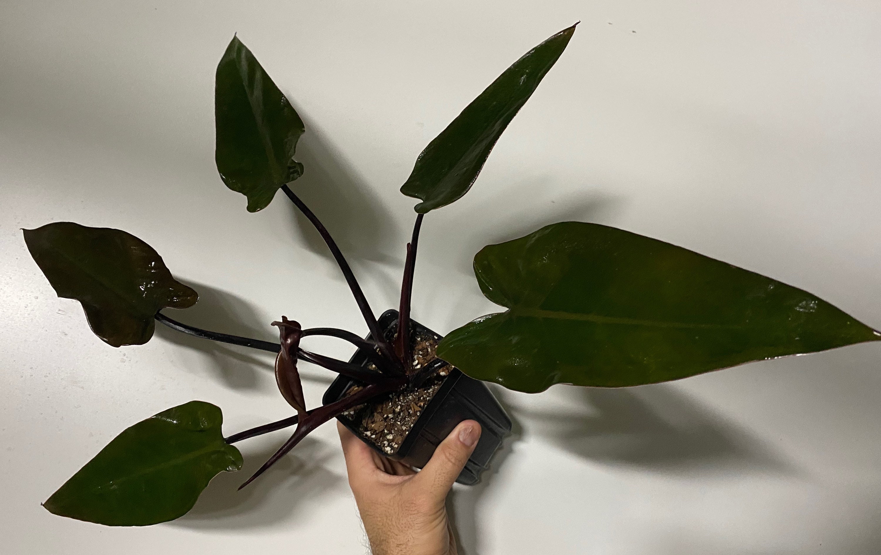 Philodendron Majesty Etsy Hong Kong