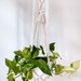 see more listings in the Plant Hangers section