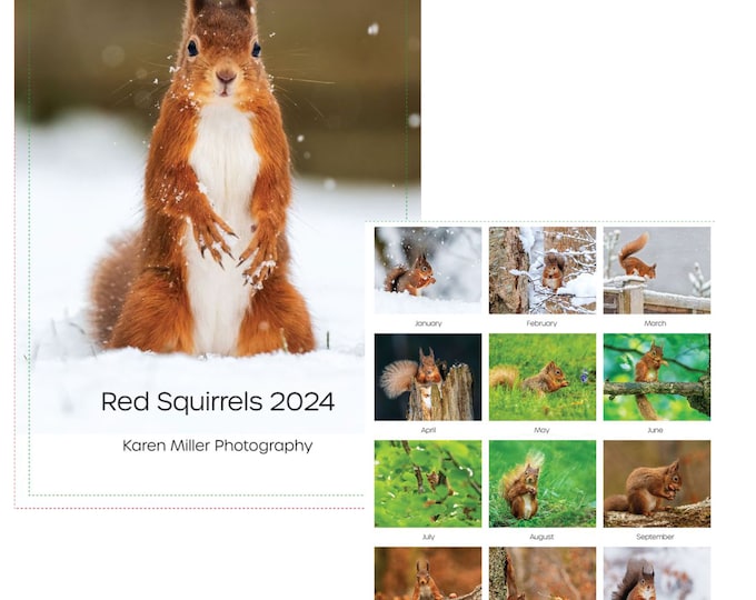 Red Squirrels Calendar 2024 Etsy