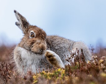 Grooming mountain hare greeting card