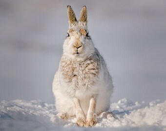 Mountain Hare Greeting Card