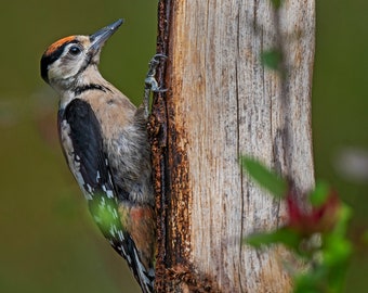 Juvenile Great Spotted Woodpecker Greeting Card