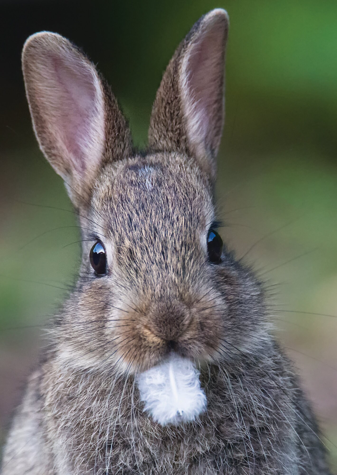 A5 Rabbit A5 Rabbit Greeting Card, Bunny Greeting Card, Bunny Blank Greeting Card ...