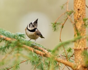 Crested Tit Greeting Card, Crested Tit  Birthday Card, Wildlife Card, Crested Tit blank card, Christmas Card, Xmas Card