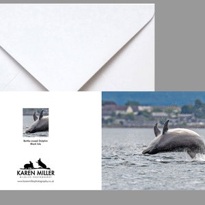 dolphin Greeting Card, dolphin Birthday Card, Wildlife Card, dolphin blank card, dolphin A6 greeting card image 2