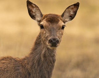 Roe Deer Hind A4 (30x21cm) Photographic Print