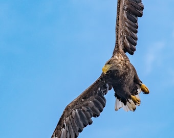 White-tailed Sea Eagle  A4 (30x21cm) Photographic Print