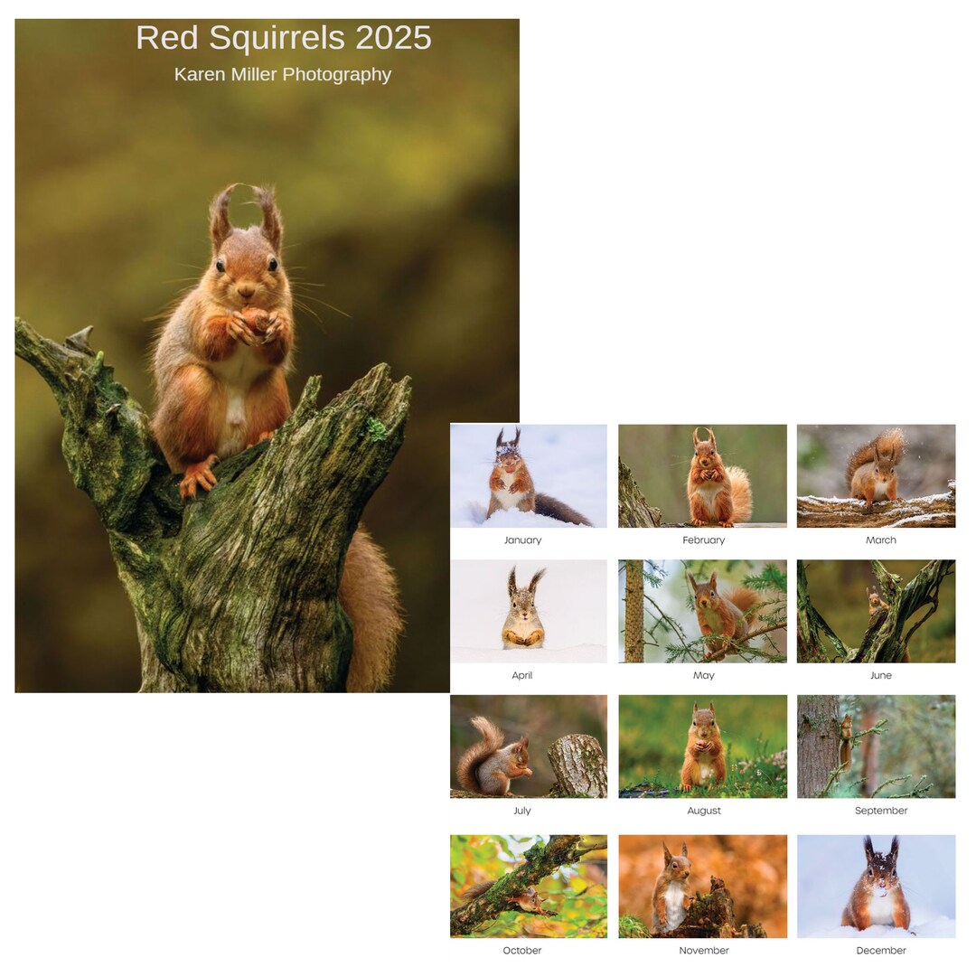 Red Squirrels Calendar 2025 Etsy UK