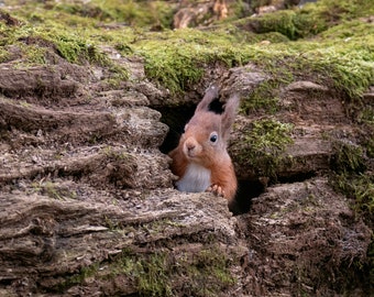 Red Squirrel  A4 (30x21cm) Photographic Print