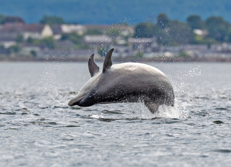 dolphin Greeting Card, dolphin Birthday Card, Wildlife Card, dolphin blank card, dolphin A6 greeting card image 1