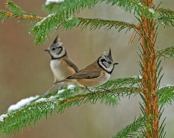 Crested Tits Greeting Card, Crested Tits  Birthday Card, Wildlife Card, Crested Tit blank card, Christmas Card, Xmas Card