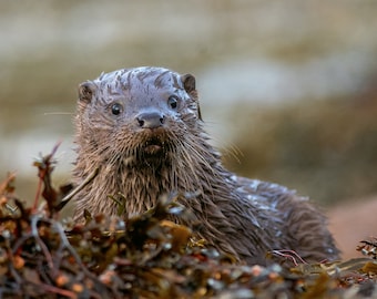 Otter Cub A4 (30x21cm) Photographic Print