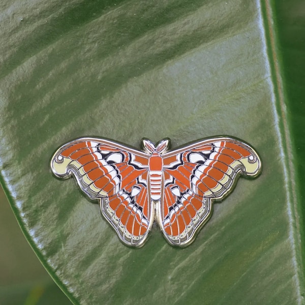 Atlas Moth  Pin