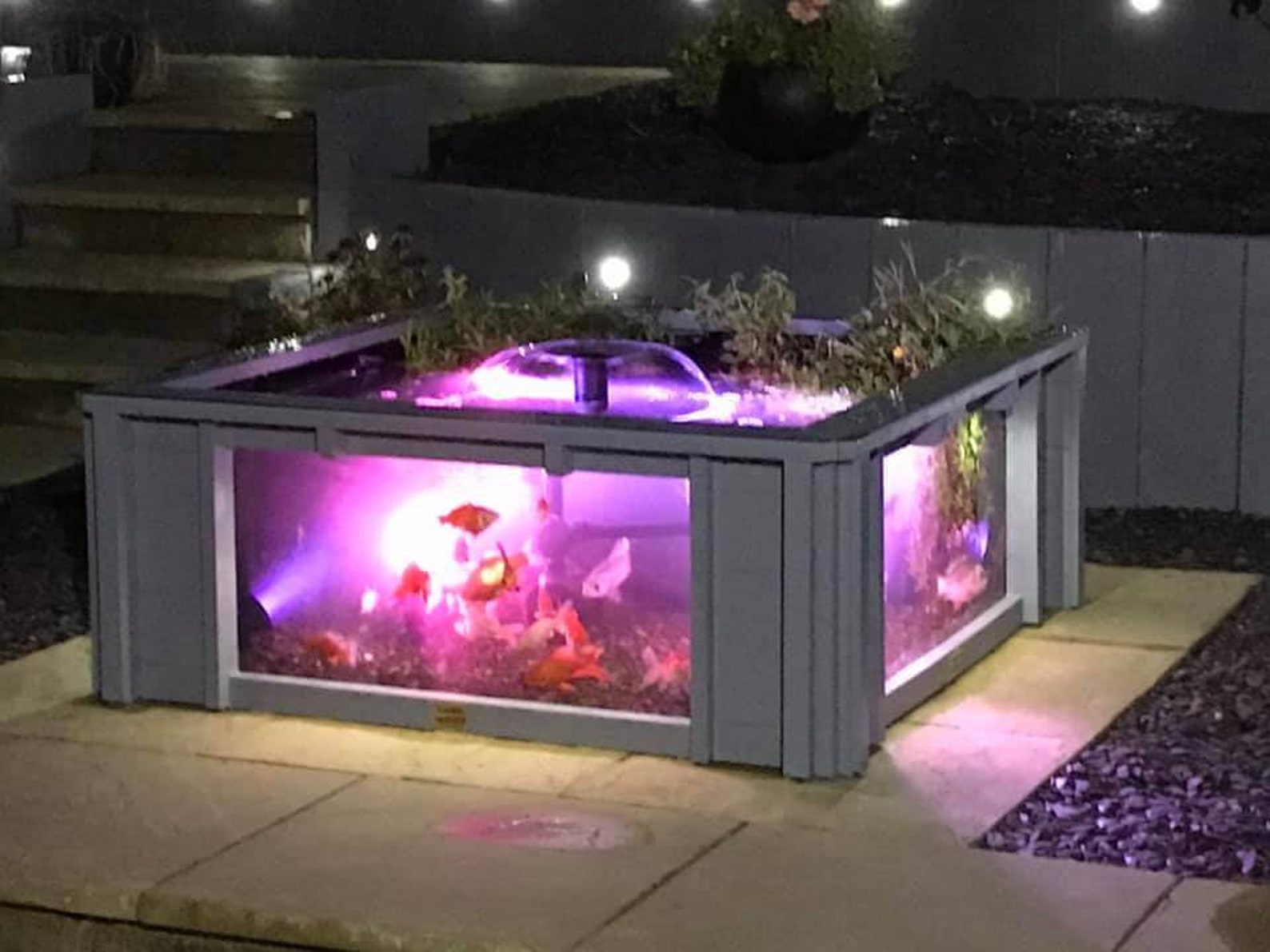 Lotus Clear View Garden Aquarium Raised Fish Pond With Large Etsy UK
