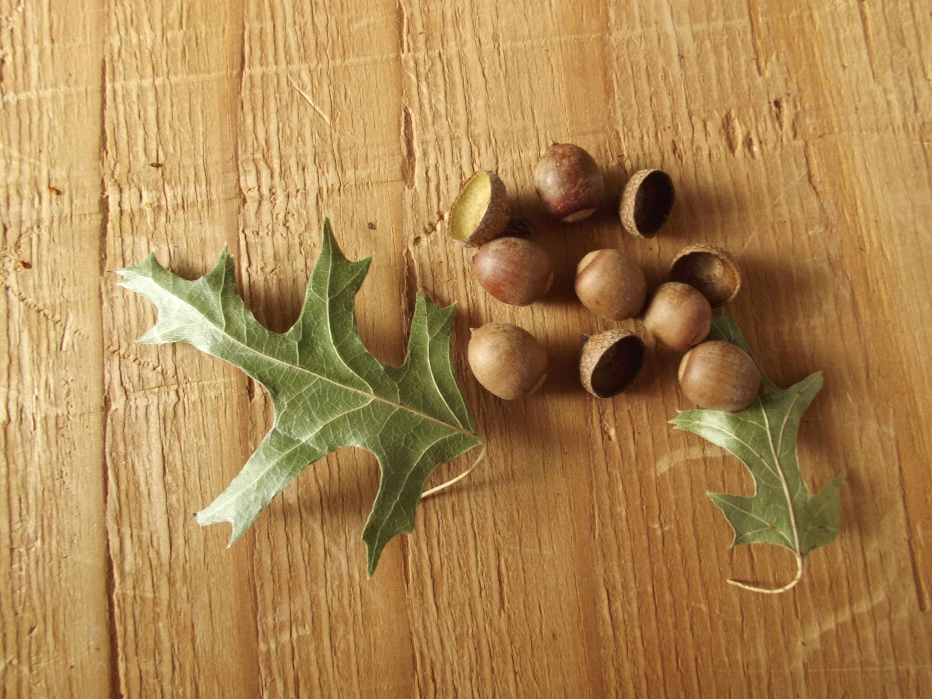 Pin Oak Acorns Quercus palustris Etsy