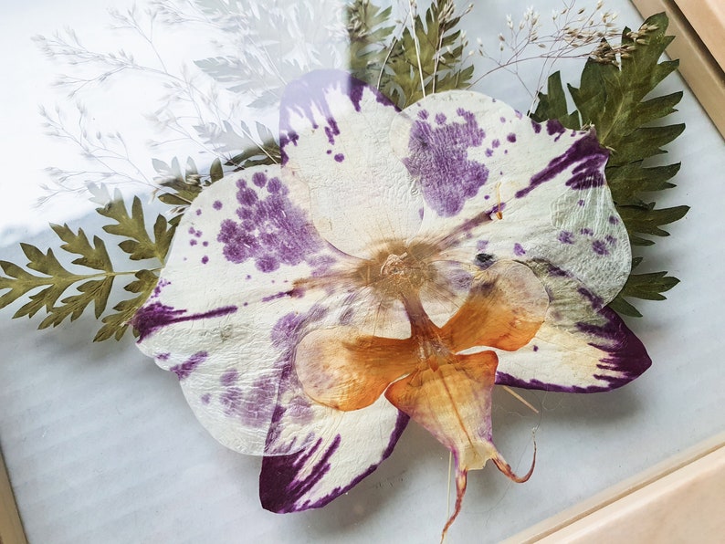 Pressed dried orchids pressed flower frame double glass Etsy