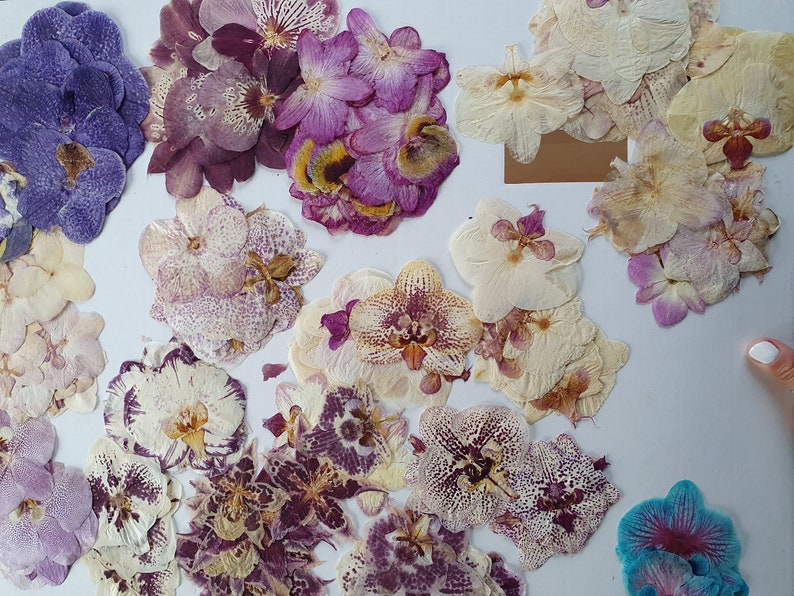 Pressed dried orchids pressed flower frame double glass Etsy