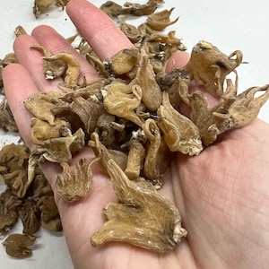 May include: A close-up of a hand holding a pile of dried, light brown flower buds. The buds are clustered together and have a slightly wrinkled texture.