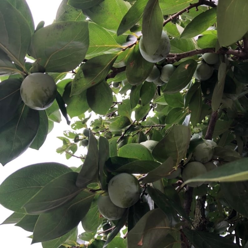 May include: A close-up view of a persimmon tree with green leaves and unripe persimmons. The persimmons are round and green, and they are growing in clusters on the branches.