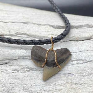 Tiger Shark Necklace, Shark Tooth Necklace, Fossil Shark Tooth Necklace image 1