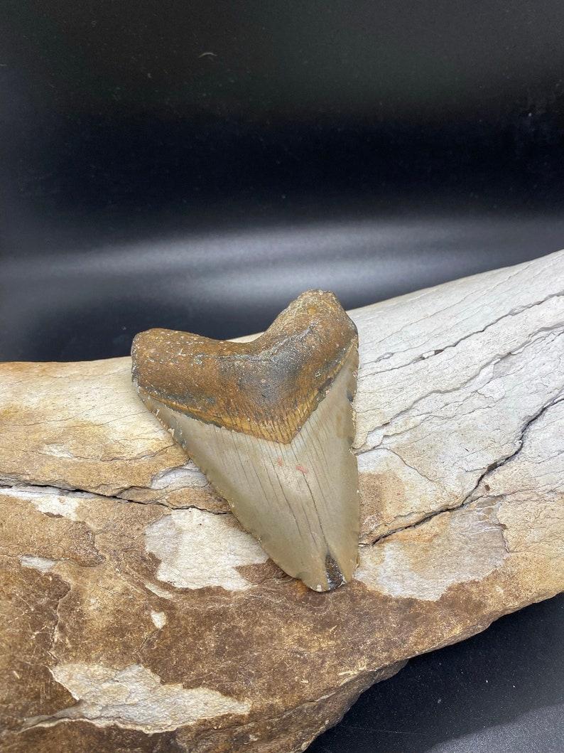 Megalodon Tooth,  Shark Tooth,  100% Authentic