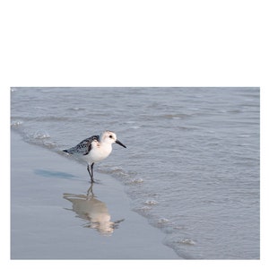 Sanderling