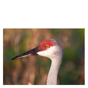 Sandhill Crane