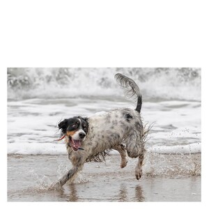 English Setter in Water