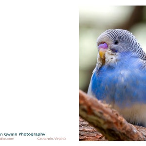 Blue Parakeet