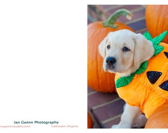 Yellow Lab in Pumpkins
