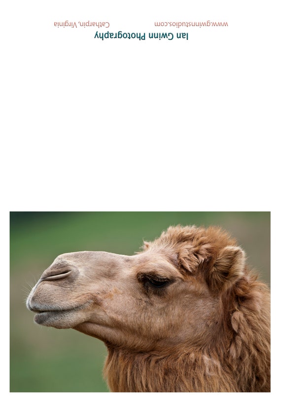 Camel - Etsy