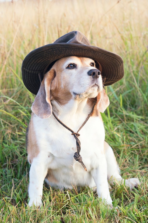 Beagle in Indiana Jones' Hat - Etsy