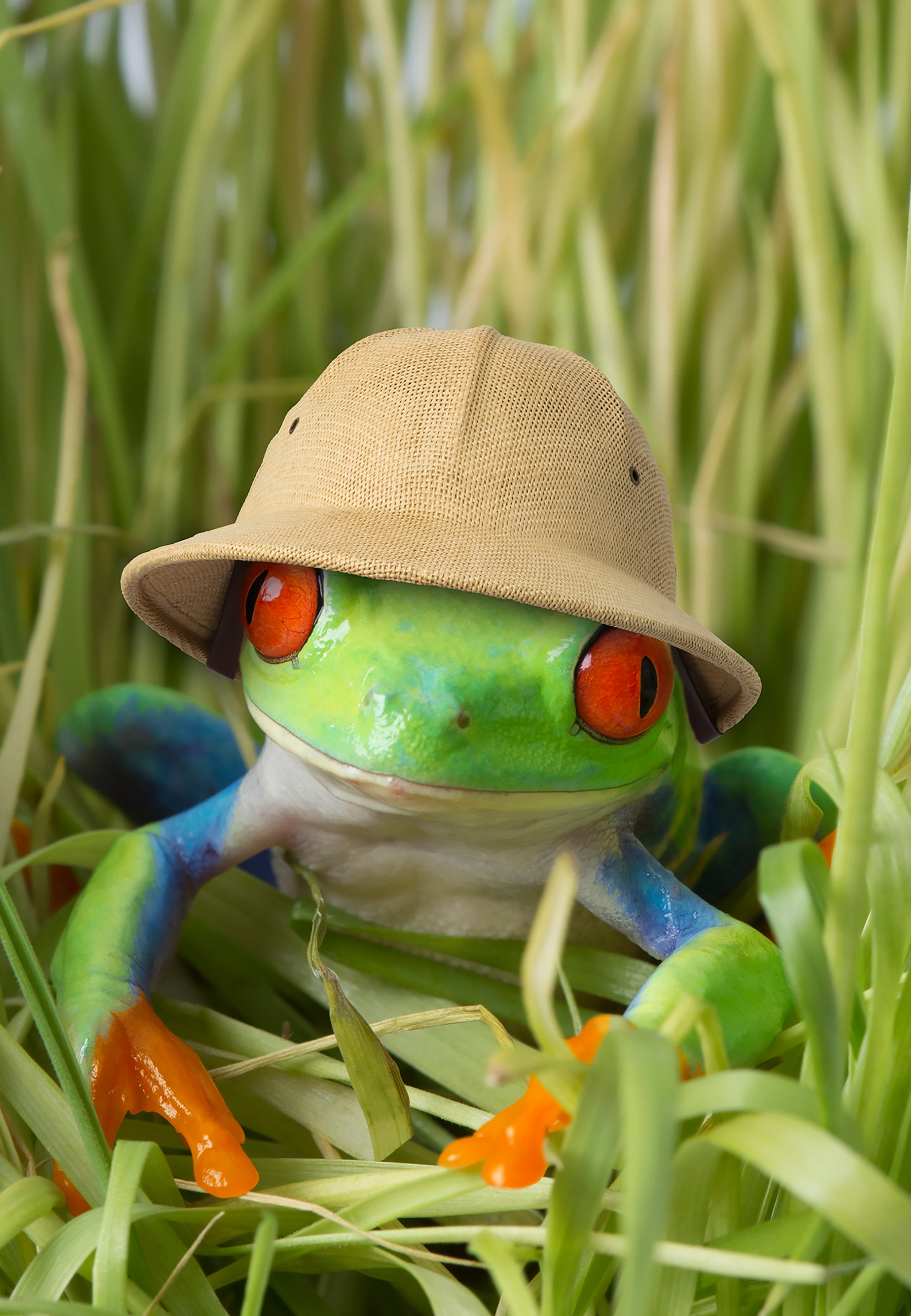 Red-eyed Treefrog in Pith Helmet