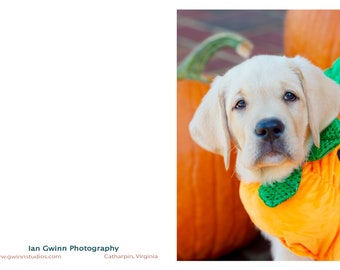Yellow Lab in Pumpkins 1