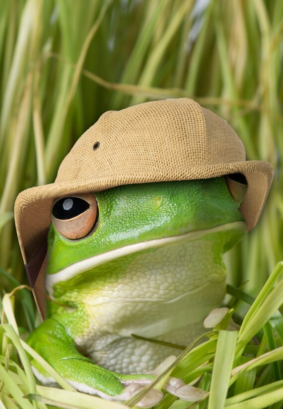 White-lipped Treefrog in Pith Helmet