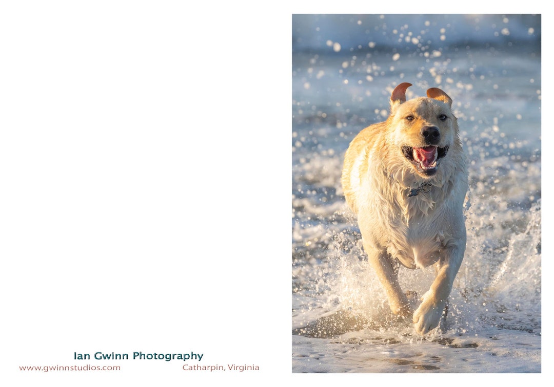 Yellow Lab Floaties Yellow Lab Puppy in Water - Etsy