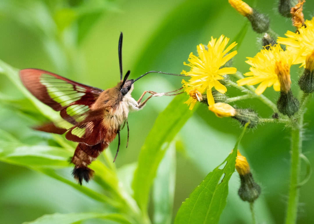 Hummingbird Clearwing Physical Print Nature Photography, Moth, Moths
