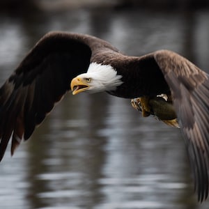 Bald Eagle | Physical print | Bird photo, bird photography, eagle photo, wildlife photography, bird gifts